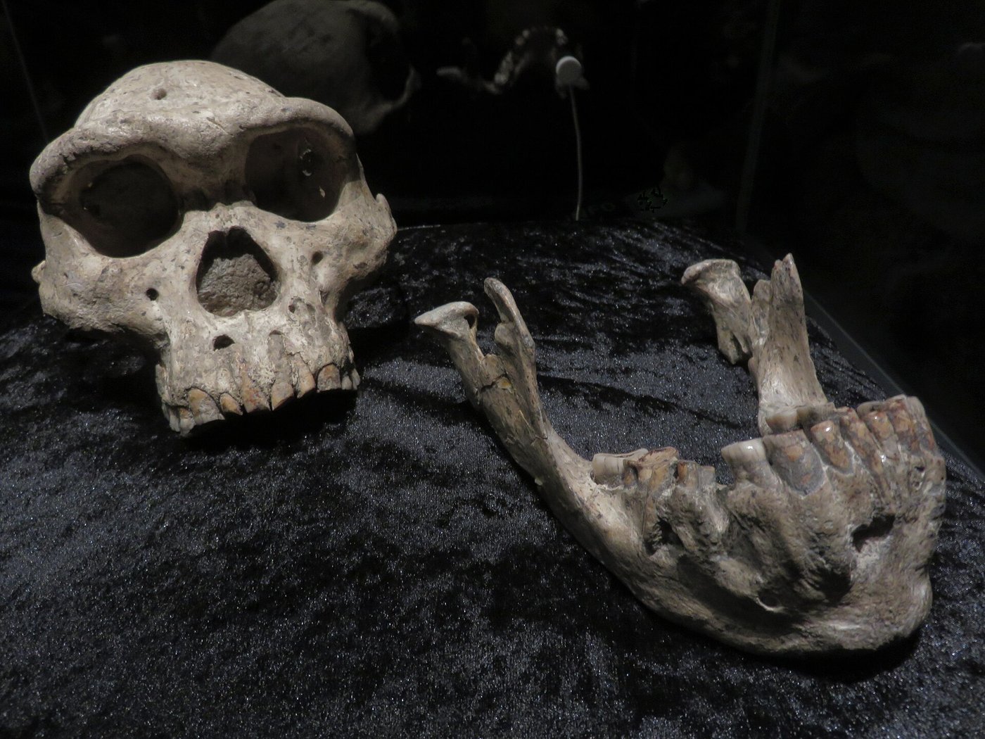Dmanisi: The Five Skulls That Broke the Human Family Tree