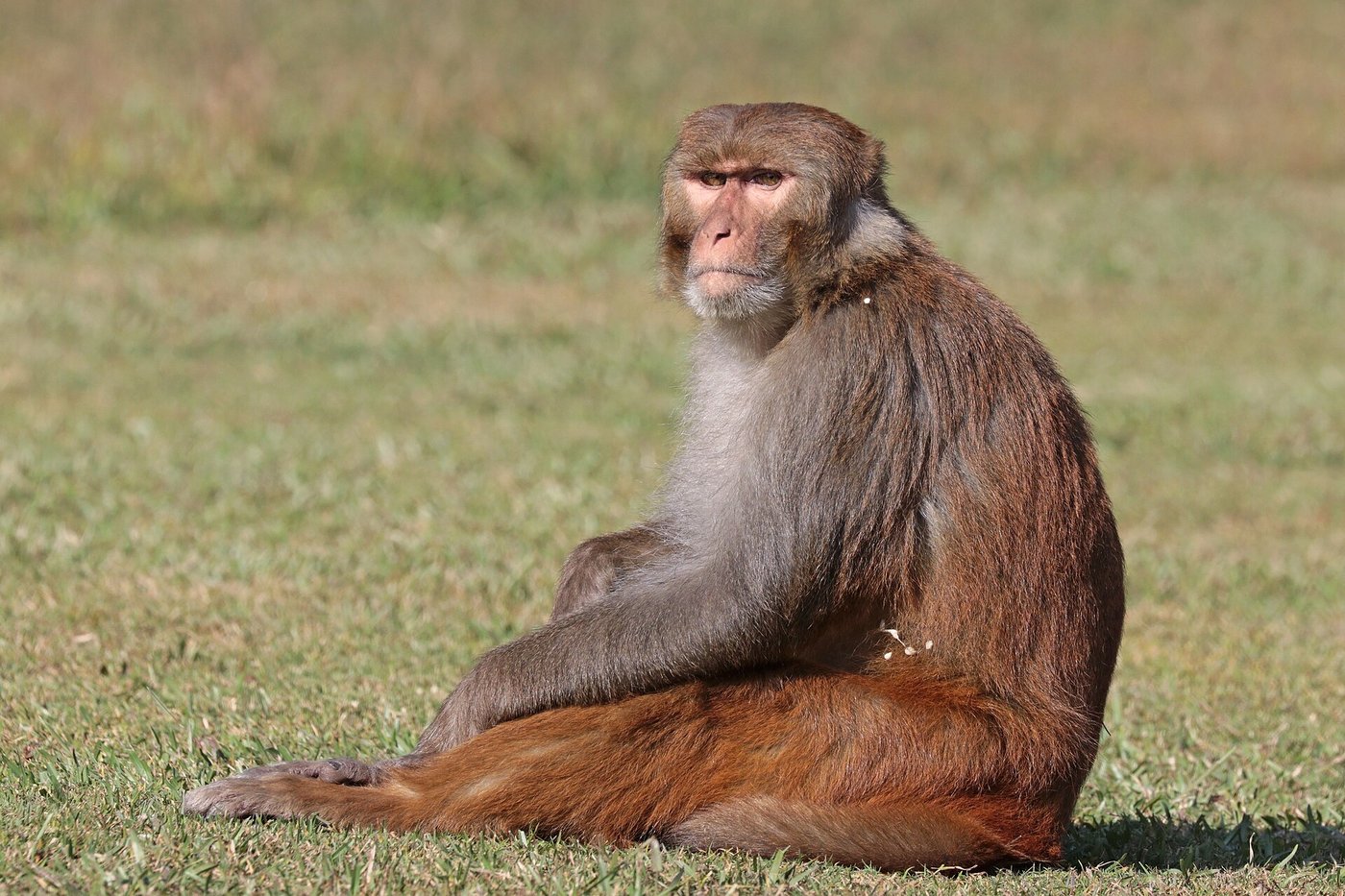 Berenike: The Roman Port That Buried Monkeys From India
