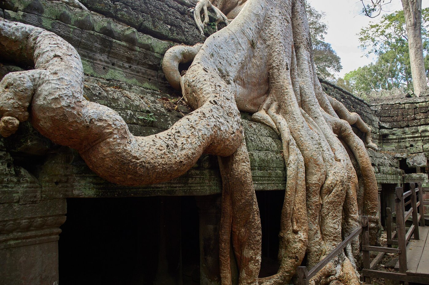 Giant fig tree roots growing over the stone galleries of the Ta Prohm temple at Angkor