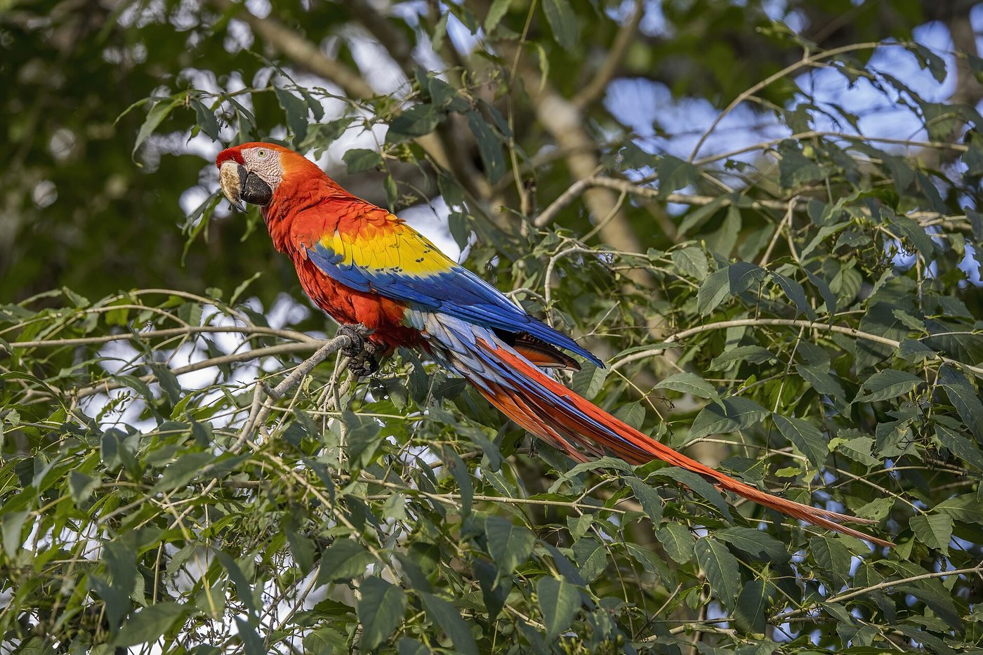 A scarlet macaw with red, yellow and blue plumage