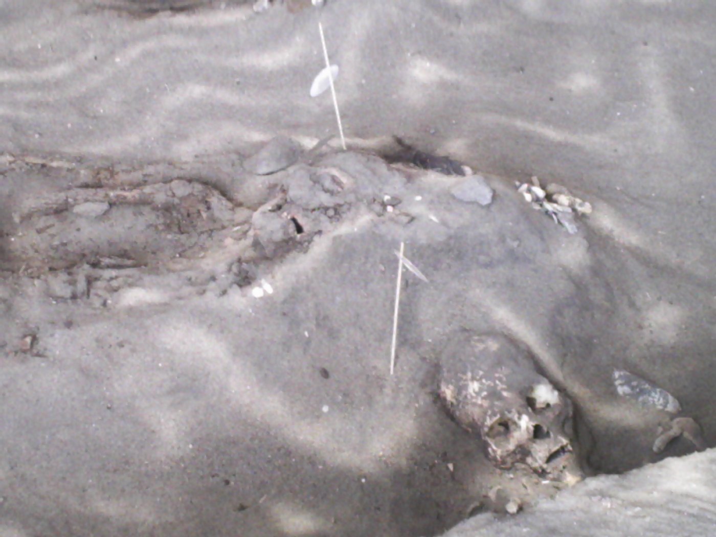 Several Chinchorro mummy heads with modelled clay faces and remnants of black hair, excavated near Arica.