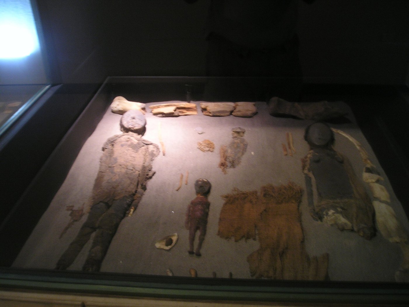 A row of Chinchorro mummies of different sizes, adults and children together, laid out in the San Miguel de Azapa museum near Arica.