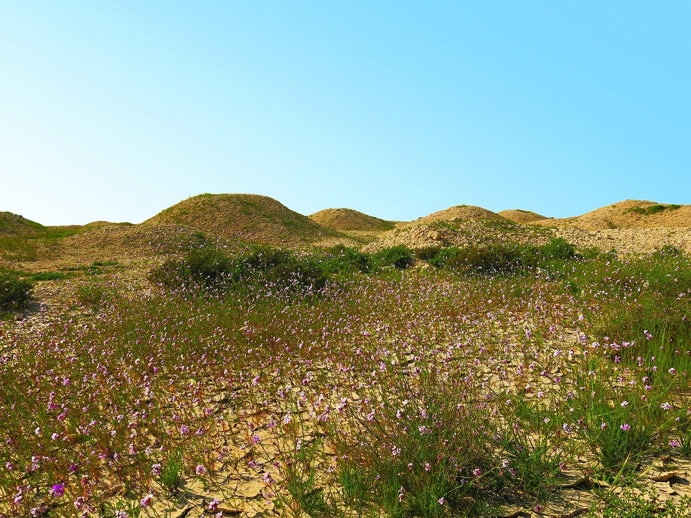 A field of low earthen Dilmun burial mounds stretching across the landscape of Bahrain