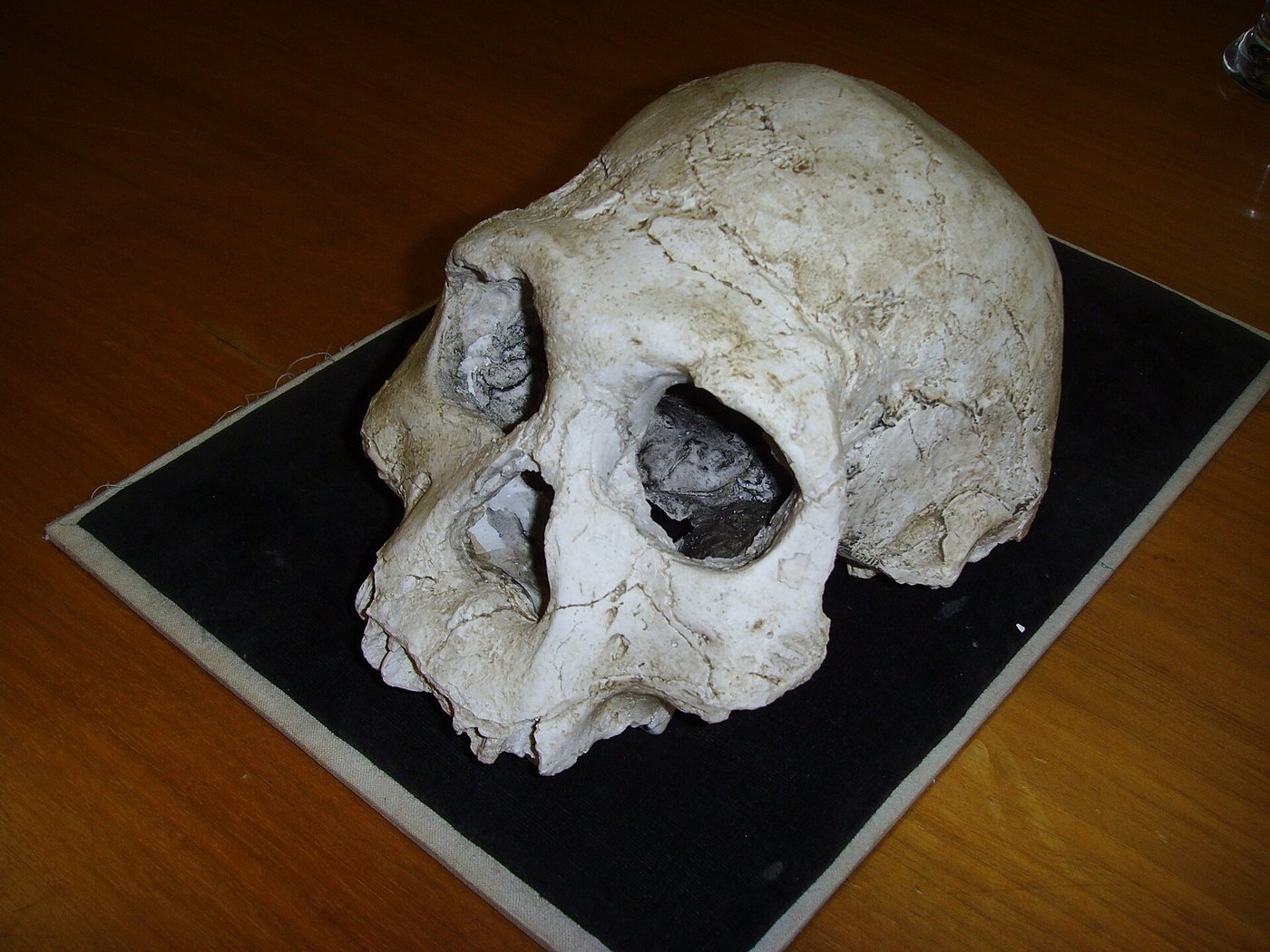 The Dmanisi cranium D2700, a small, well-preserved early human skull with the upper teeth intact