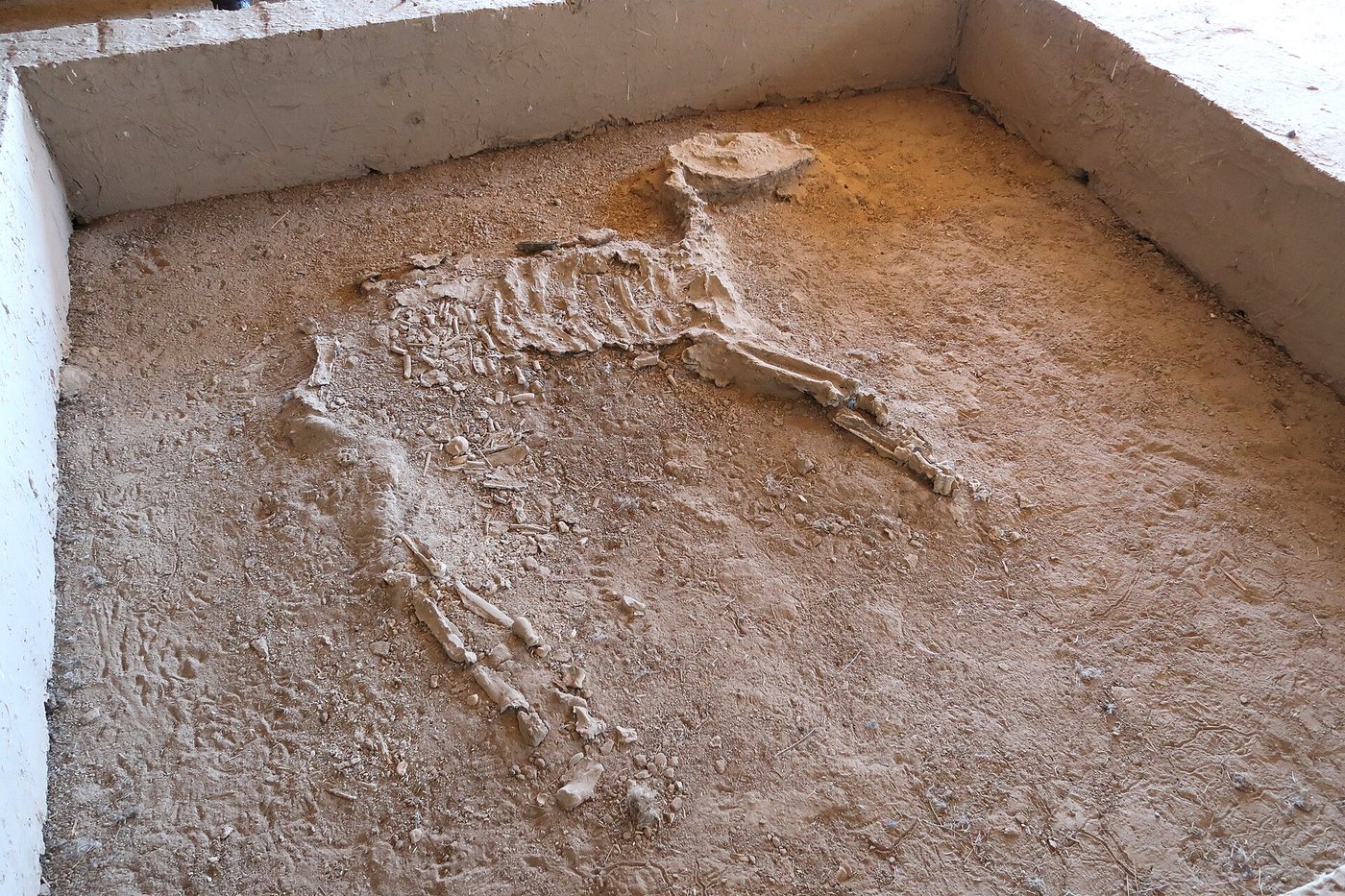An animal skeleton laid out in a pit at Gonur Depe, part of a Bronze Age burial with the remains of a wagon
