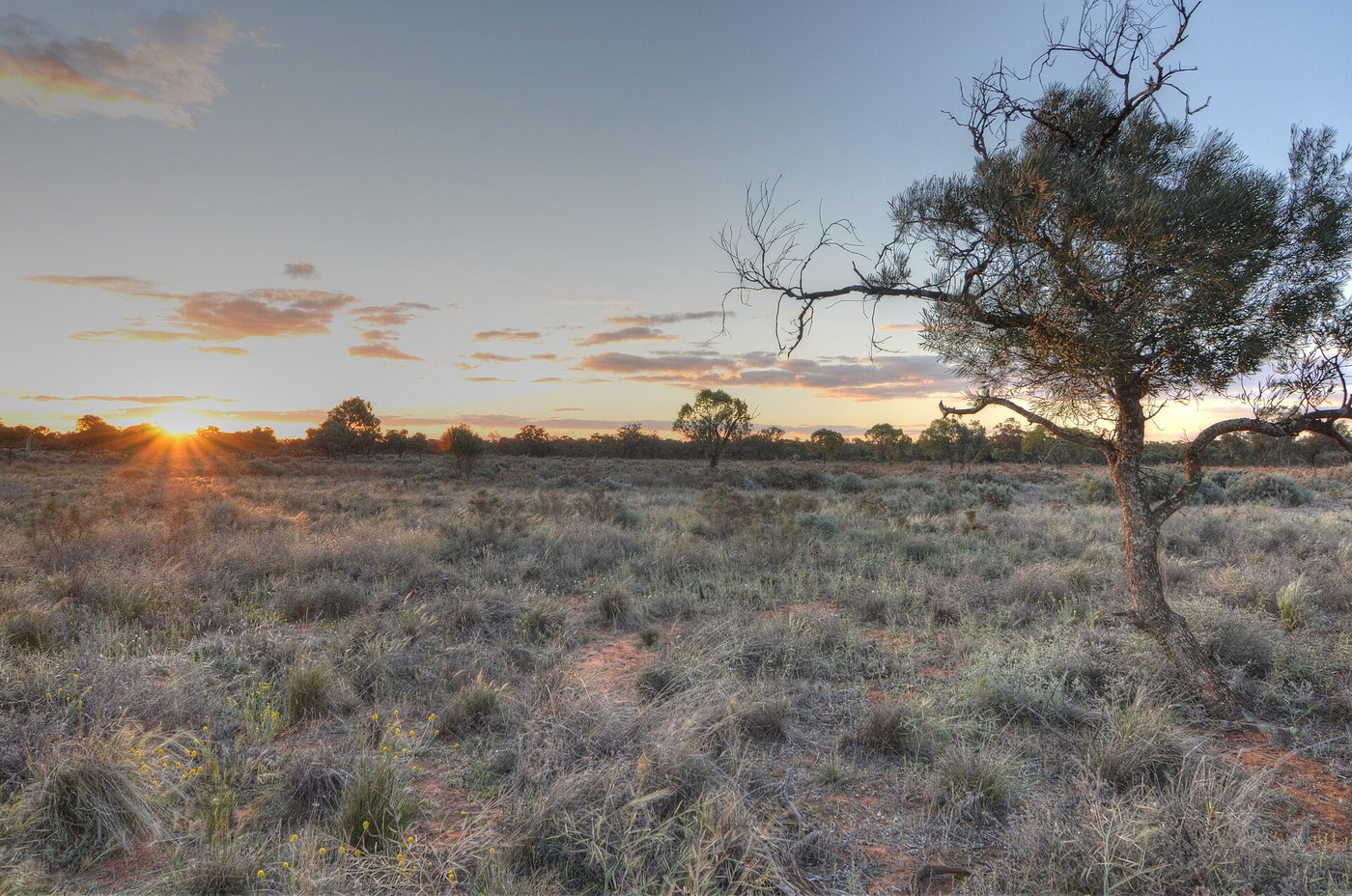 Sunset over Lake Mungo with a lone tree silhouetted against an orange sky