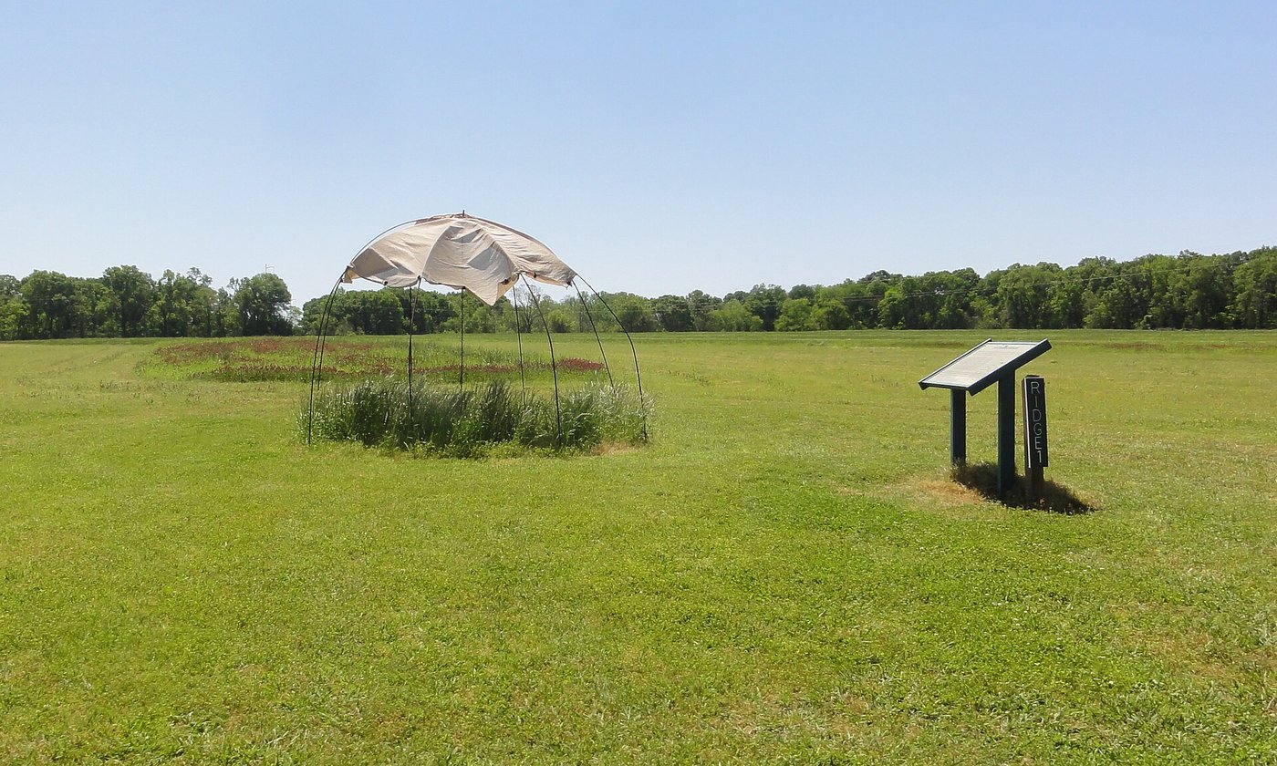 A reconstructed thatched hut standing on one of the grassy ridges at Poverty Point