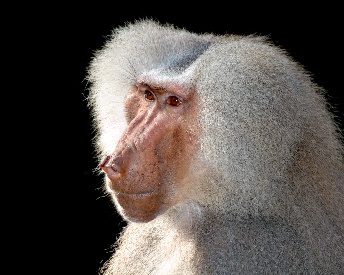 A hamadryas baboon with a silver-grey mane sitting and looking to one side
