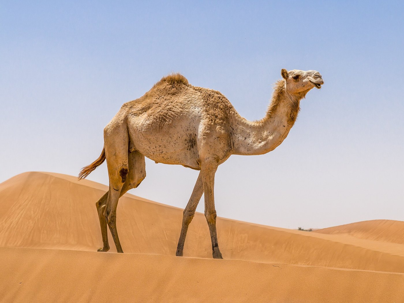 A lone camel walking across the red sand dunes of the Rub al-Khali under a pale sky