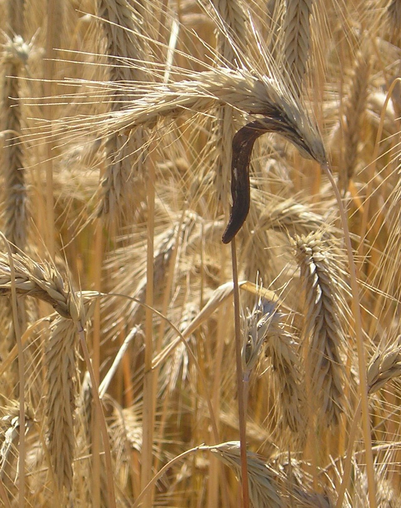 Ergot fungus (Claviceps purpurea) growing on a head of grain