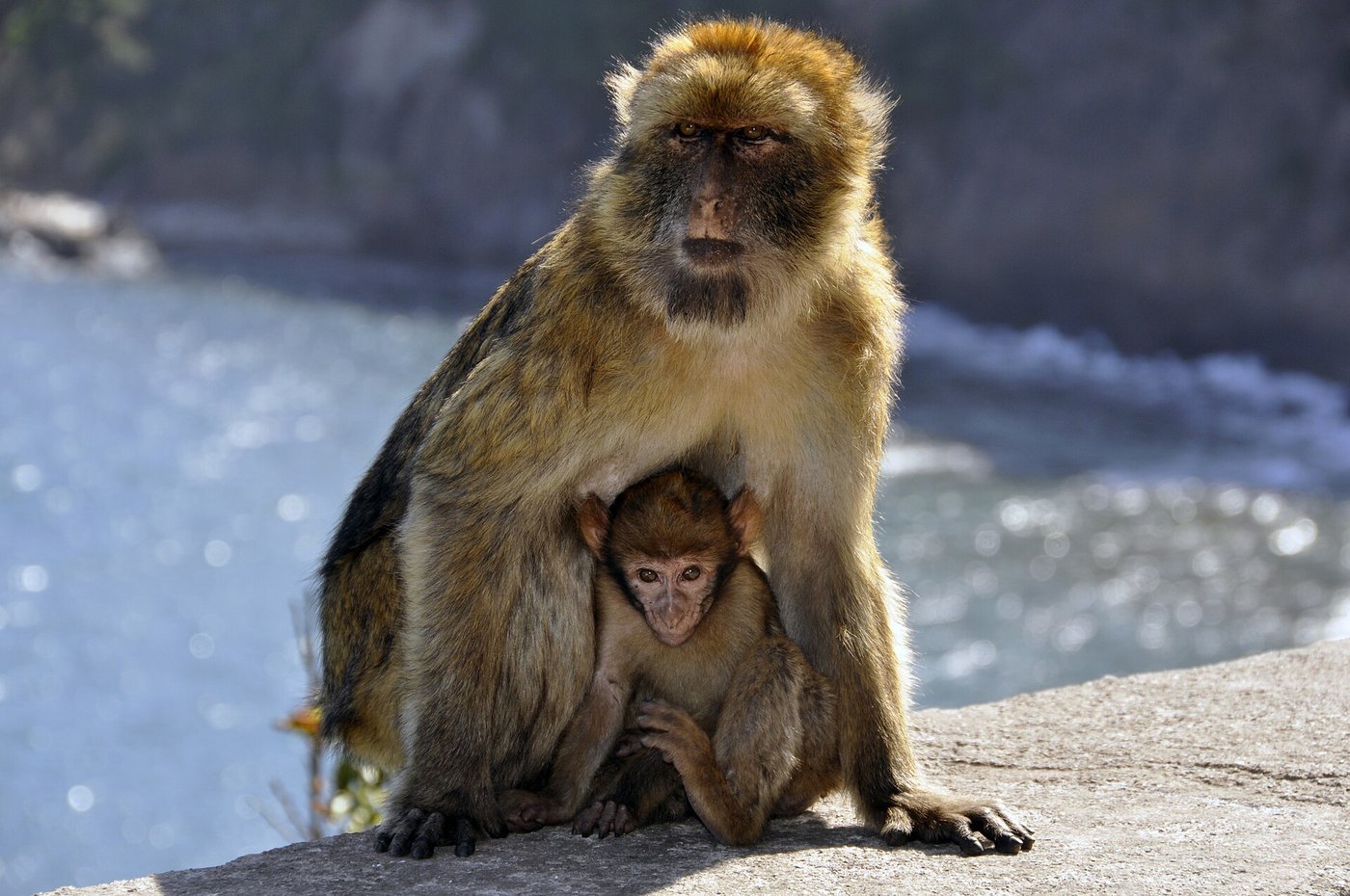 A Barbary macaque sitting on a rock in North Africa