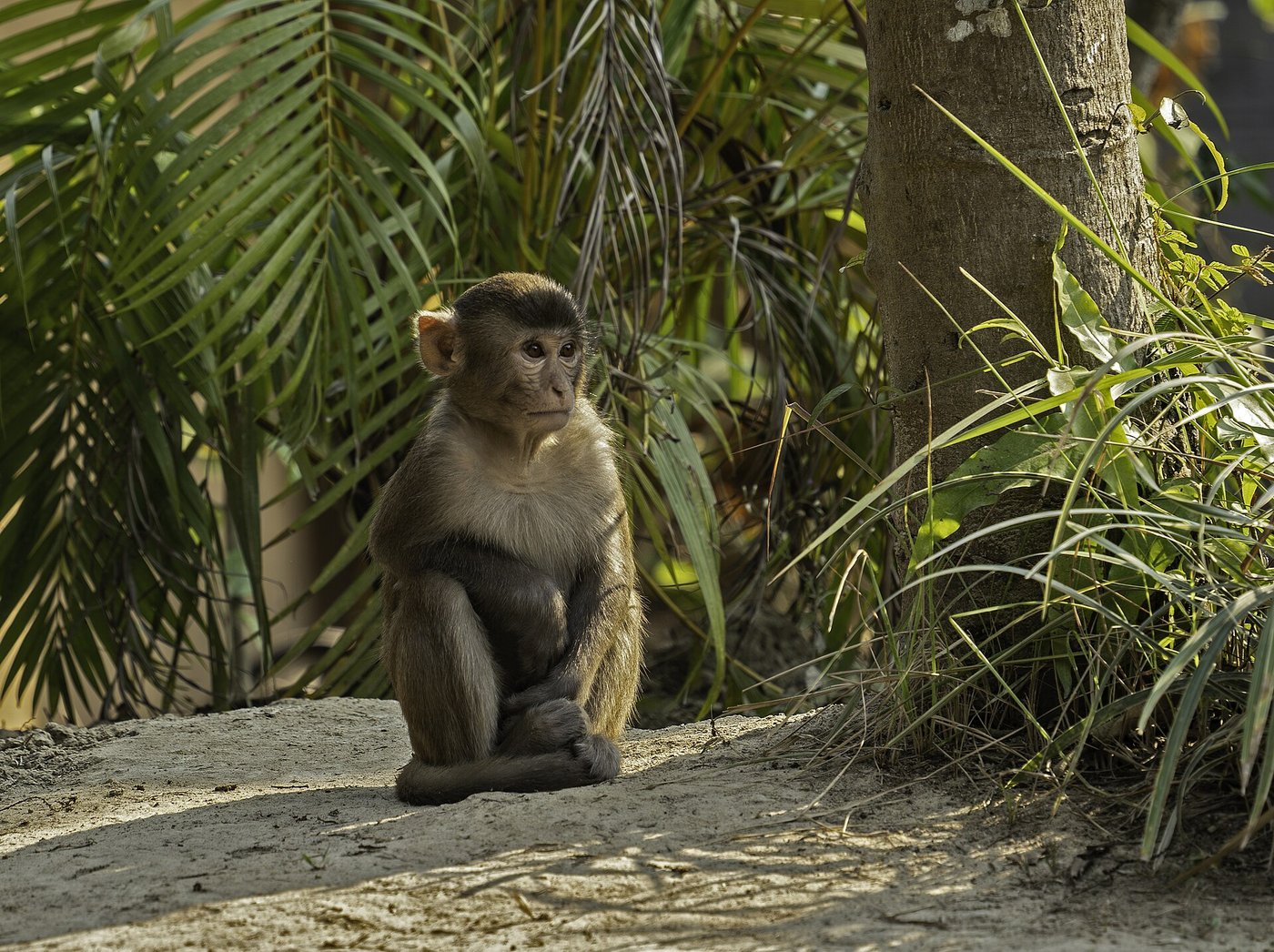 A bonnet macaque in India