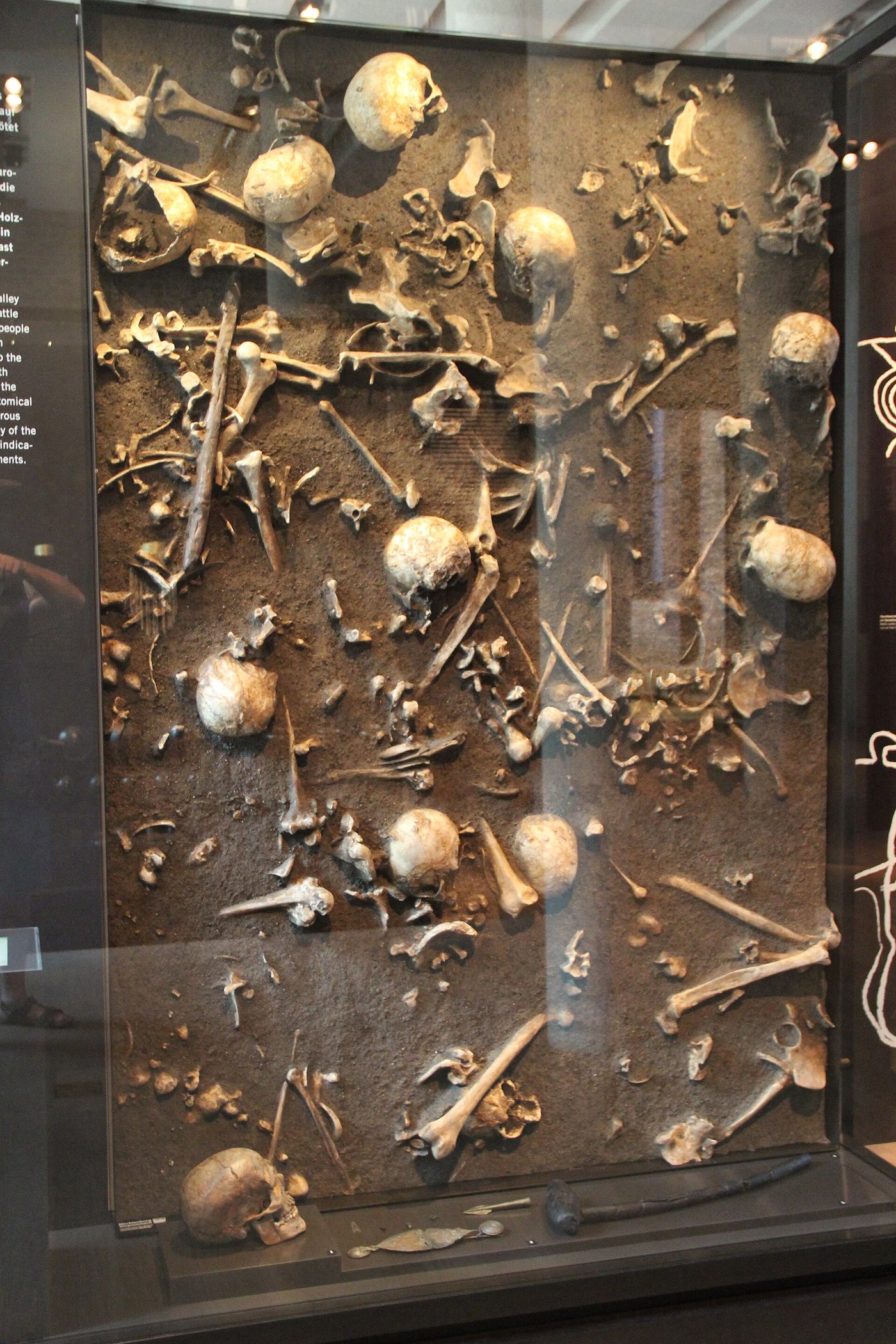 A museum display case of Bronze Age human bones and weapons recovered from the Tollense valley
