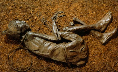The crouched, foetal position in which the Tollund Man was found, reconstructed on display