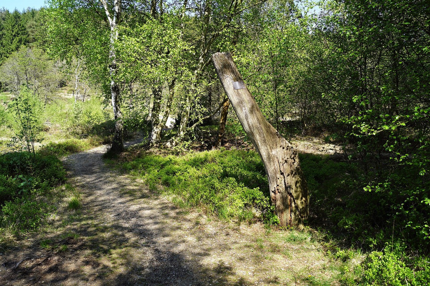 The peat bog at Bjaeldskovdal near Silkeborg, the low wet ground where the Tollund Man was found
