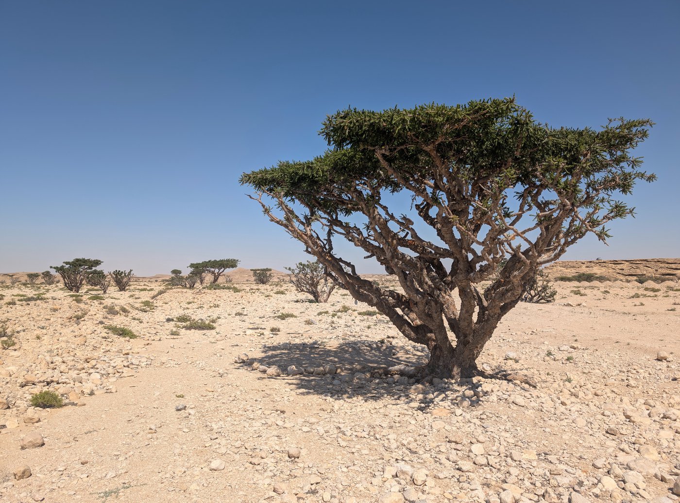 A gnarled Boswellia sacra frankincense tree growing from dry rocky ground in Dhofar, southern Oman