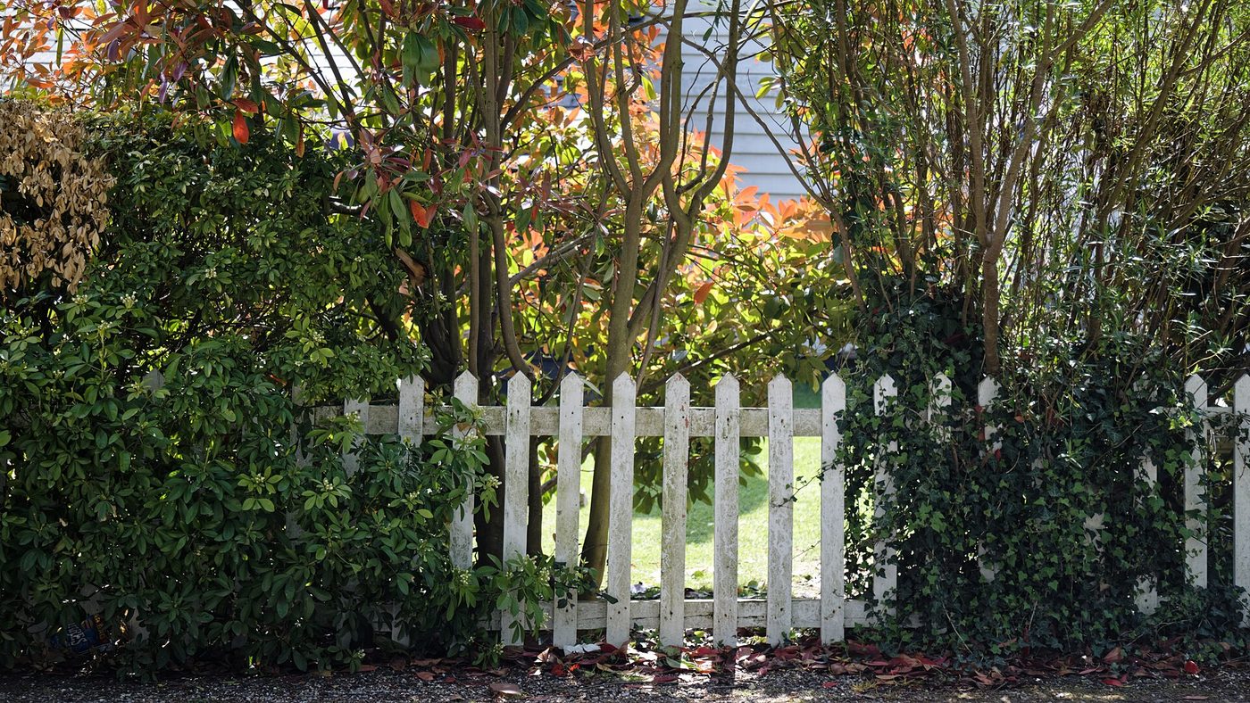 A white picket fence between two overgrown hedges